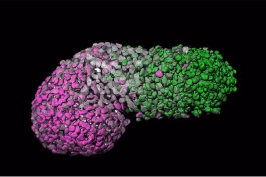 Nhóm nghiên cứu cho biết mô hình bào thai có thể cung cấp những cái nhìn sâu sắc về một số dị tật bẩm sinh. Ảnh: News Info Park