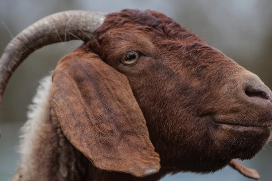 Ảnh: Digital Trends