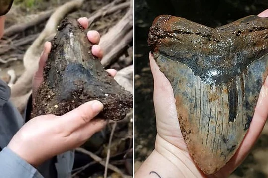 Mẫu vật được cho là của loài cá mập Megalodon cổ đại. Ảnh: News Info Park