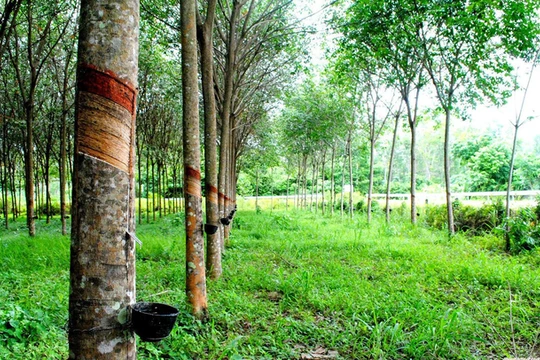 Cây cao su có thực sự hấp thụ O2 và thải ra CO2 như lời nữ đại biểu quốc hội?