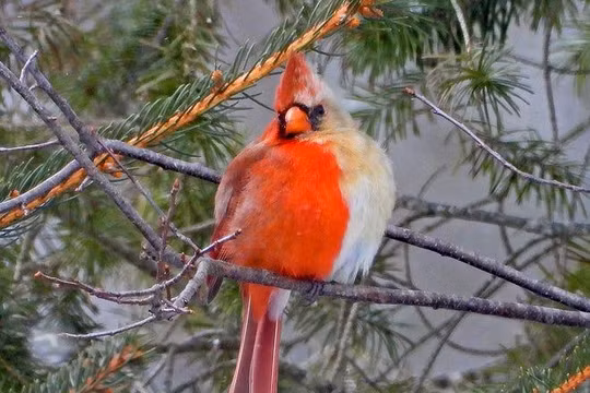 Chú chim có giới tính nửa đực nửa cái (Ảnh: USA Today)