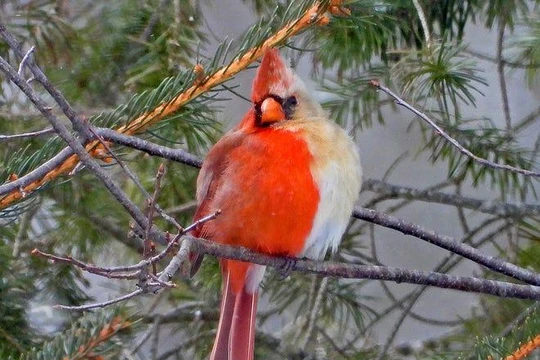 Chú chim có giới tính nửa đực nửa cái (Ảnh: USA Today)