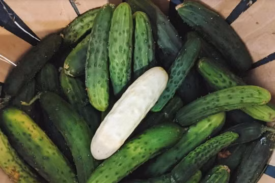 Dưa chuột "bạch tạng" có độ giòn và ngon hơn dưa chuột truyền thống (Ảnh: OC)