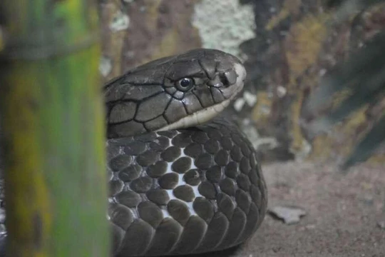 Nhiều loại rắn độc có cơ chế kháng độc xâm nhập