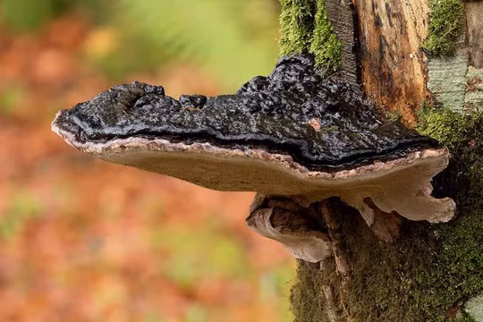 Loại nấm giúp gỗ tạo ra nhiều điện năng hơn (Ảnh: New Scientist)