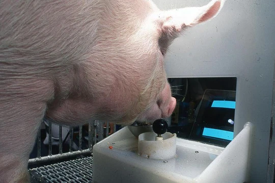 Nghiên cứu cho thấy heo cũng có thể chơi game (Ảnh: Smithsonianmag)