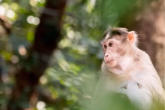 Trung Quốc báo cáo người đầu tiên tử vong do virus Monkey B hiếm gặp (Ảnh: Washington Post)