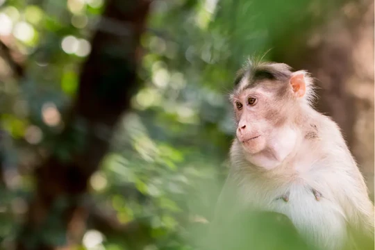 Trung Quốc báo cáo người đầu tiên tử vong do virus Monkey B hiếm gặp (Ảnh: Washington Post)