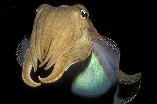 Mực nang bất ngờ vượt qua bài kiểm tra nhận thức của con người (Ảnh: Science Alert)