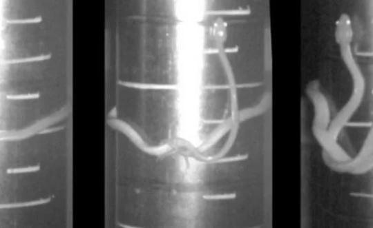 Cách thức di chuyển mới của roài rắn (Ảnh: Science Alert)