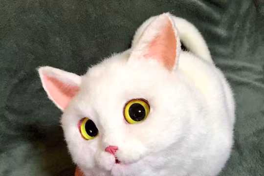 Túi xách hay là mèo? (Ảnh: picopoco08/Twitter)