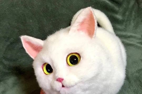 Túi xách hay là mèo? (Ảnh: picopoco08/Twitter)