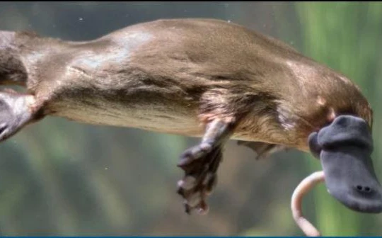 Phát hiện bất ngờ về bộ gen của thú mỏ vịt (Ảnh: Science Alert)