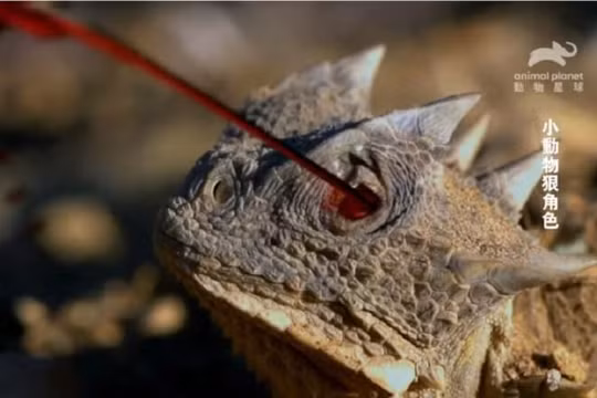 Loài thằn lằn có khả năng phun máu để tự vệ (Ảnh: Animal Planet/YouTube)