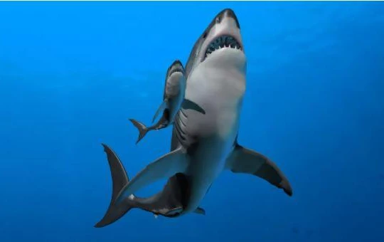 Cá mập Megalodon (Ảnh: Live Science)