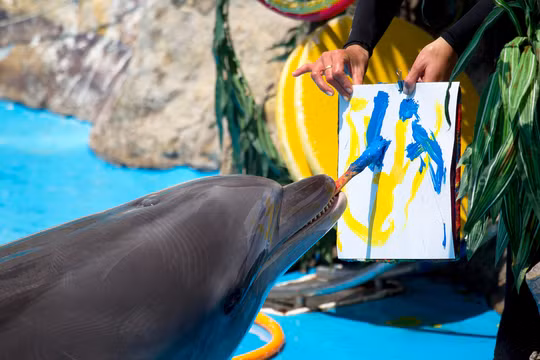 Nhiều chú cá heo được đào tạo có khả năng vẽ tranh (Ảnh: Dicover Magazine