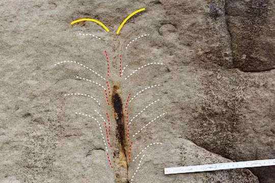 Loài sâu ăn thịt cổ đại dưới đáy biển (Ảnh: Daily Mail)