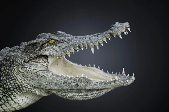 Cá sấu không thay đổi hình dáng trong suốt 200 triệu năm qua (Ảnh: Popular Mechanics)