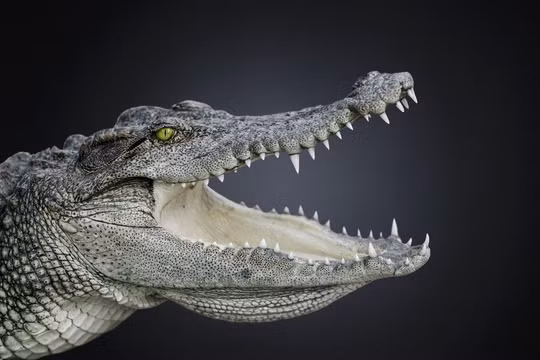 Cá sấu không thay đổi hình dáng trong suốt 200 triệu năm qua (Ảnh: Popular Mechanics)