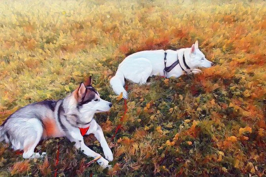 Chó và người đã là bạn của nhau ít nhất 23.000 năm (Ảnh: ArsTechnica)