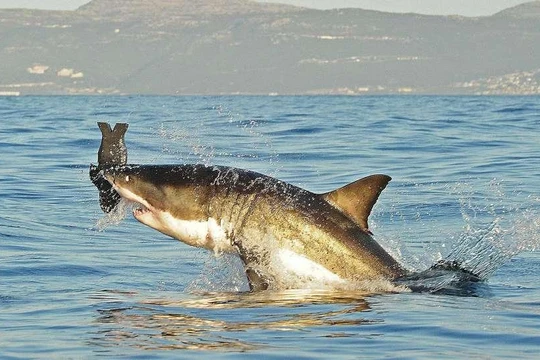 Với nạn đánh bắt cá tràn lan trên thế giới, cá mập có thể sẽ phải đối mặt với nguy cơ bị tuyệt chủng (Ảnh: Gizmodo)