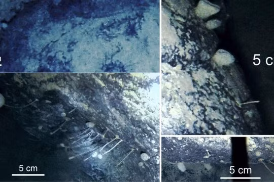 Sinh vật kỳ lạ sống dưới lớp bằng sâu 900m (Ảnh: Livescience)