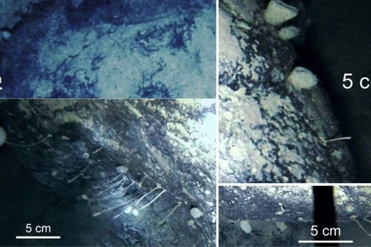 Sinh vật kỳ lạ sống dưới lớp bằng sâu 900m (Ảnh: Livescience)