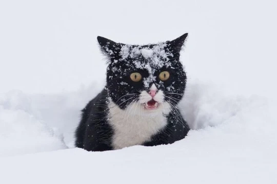 Các nhà khoa học mới đây đã tìm ra cách hạn chế việc những chú mèo săn bắt và mang xác động vật về nhà (Ảnh: BGR)