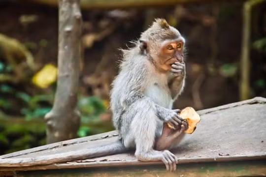 Những con khỉ tại đến Uluwatu, Bali rất tinh ranh (Ảnh: The Guardian)