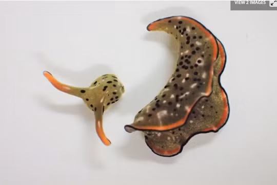 Loài sên biển có khả năng tự tái tạo cơ thể (Ảnh: New Atlas)