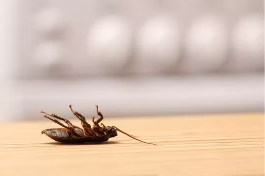 Có thể dùng thiết bị laser để tiêu diệt gián (Ảnh: News Week)