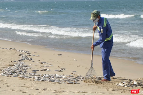 Lực lượng công nhân đã thu gom được hơn 1,5 tấn cá chết trôi dạt vào bờ biển dọc đường Nguyễn Tất Thành-TP Đà Nẵng