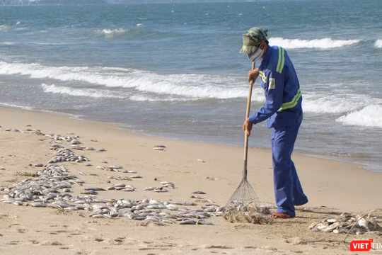 Lực lượng công nhân đã thu gom được hơn 1,5 tấn cá chết trôi dạt vào bờ biển dọc đường Nguyễn Tất Thành-TP Đà Nẵng