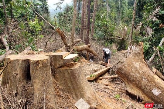 Phá rừng ở Quảng Nam, nhiều cán bộ Hạt Kiểm lâm bị kỷ luật