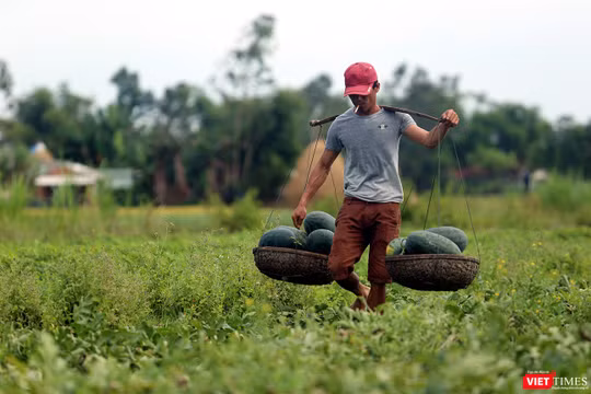 Hàng loạt ruộng dưa với hàng ngàn tấn ở các huyện Phú Ninh, Thăng Bình (Quảng Nam) đã đến kỳ thu hoạch đang chín nằm đồng không có người mua khiến nông dân tại đây thấp thỏm.
