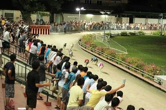 Đà Nẵng dành 580.000m2 quỹ đất làm trường đua chó, đua ngựa ở quận Cẩm Lệ (ảnh minh họa vntrip.vn)