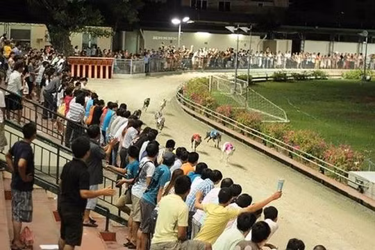 Đà Nẵng dành 580.000m2 quỹ đất làm trường đua chó, đua ngựa ở quận Cẩm Lệ (ảnh minh họa vntrip.vn)