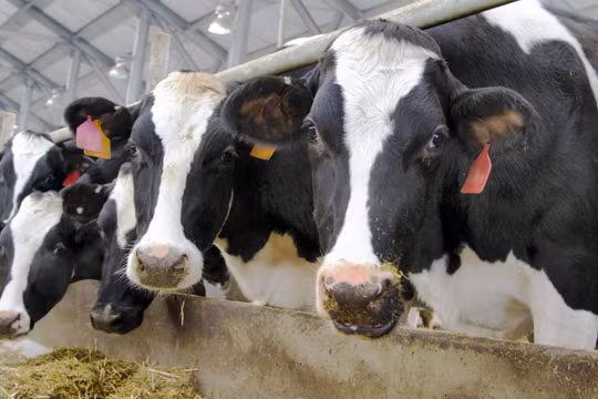 Dược phẩm mới Imilac có thể thay thế kháng sinh ngăn chăn nhiễm trùng ở bò sữa. Ảnh NoCamels