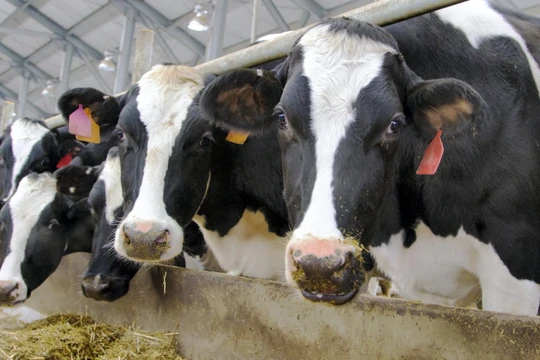 Dược phẩm mới Imilac có thể thay thế kháng sinh ngăn chăn nhiễm trùng ở bò sữa. Ảnh NoCamels