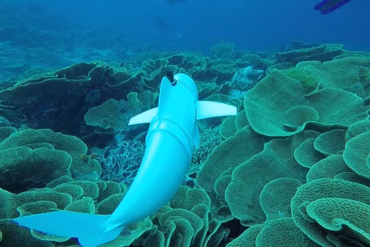 Cá robot AI giám sát môi trường đáy biển. Ảnh Euronews.next