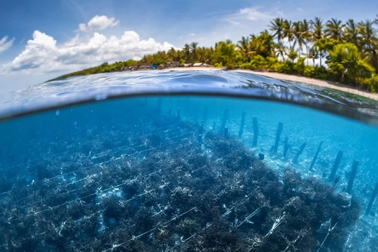 Nuôi trồng rong biển giảm khí thải nhà kính, đảm bảo an ninh lương thực. Ảnh E&T