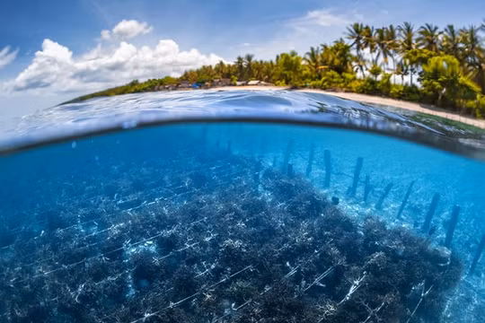 Nuôi trồng rong biển giảm khí thải nhà kính, đảm bảo an ninh lương thực. Ảnh E&T