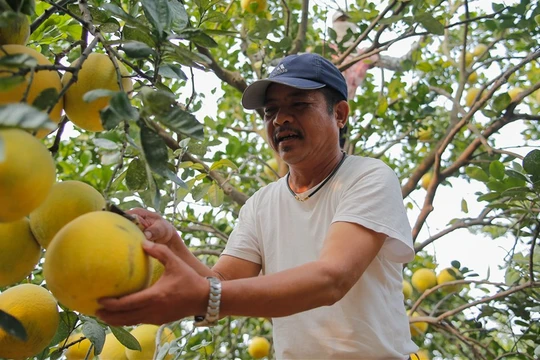 Bưởi Diễn cùng hàng loạt đặc sản địa phương được phân phối tại Hà Nội trên GrabMart.