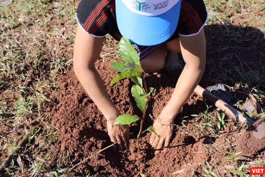 VARS chọn đầu nguồn sông Thạch Hãn là địa bàn tiếp theo để triển khai dự án trồng rừng với diện tích gần120 ha rừng đầu nguồn.