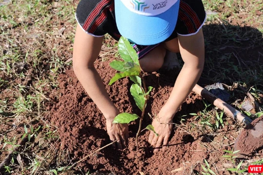 VARS chọn đầu nguồn sông Thạch Hãn là địa bàn tiếp theo để triển khai dự án trồng rừng với diện tích gần120 ha rừng đầu nguồn.
