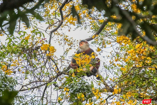 Voọc chà vá chân nâu bên những bông hoa lim xẹt vàng rực cả một góc rừng Sơn Trà.