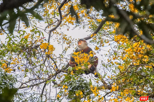 Voọc chà vá chân nâu bên những bông hoa lim xẹt vàng rực cả một góc rừng Sơn Trà.