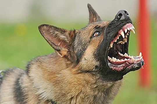 Chó becgie cắn đứt xương hàm bé trai 3 tuổi (ảnh CTV)