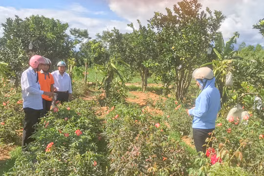Mô hình trồng sâm Bố Chính trên địa bàn huyện A Lưới (tỉnh Thừa Thiên Huế)