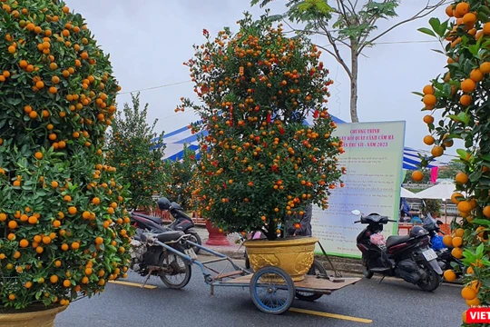 Nhà vườn, nghệ nhân đưa quất cảnh đến tham dự "Ngày hội quất cảnh" ở Hội An